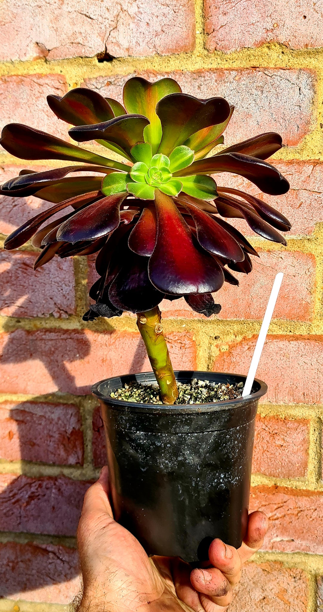 kilimanjaro succulent topiary Aeonium 'Kilimanjaro'