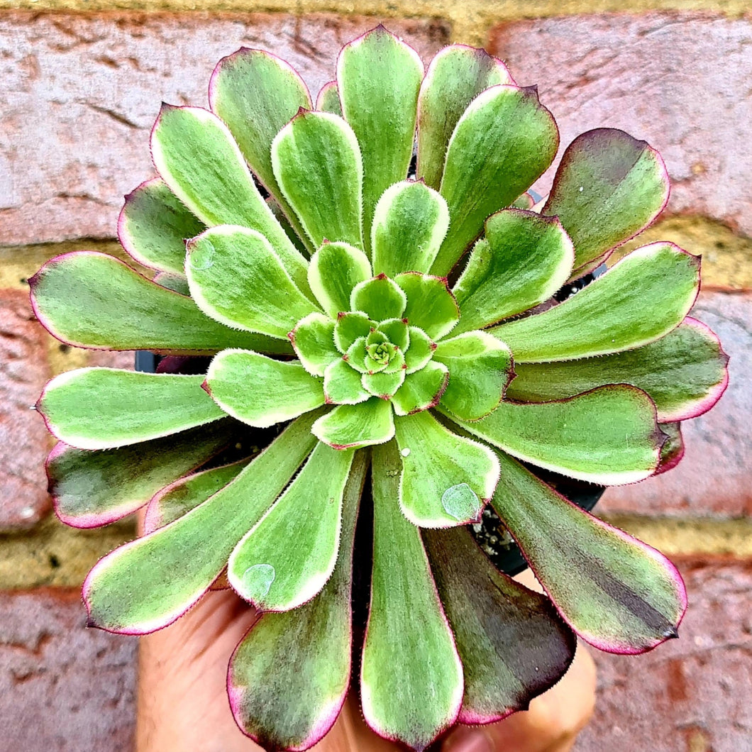 Aeonium 'Ink Painting/Ecstacy'