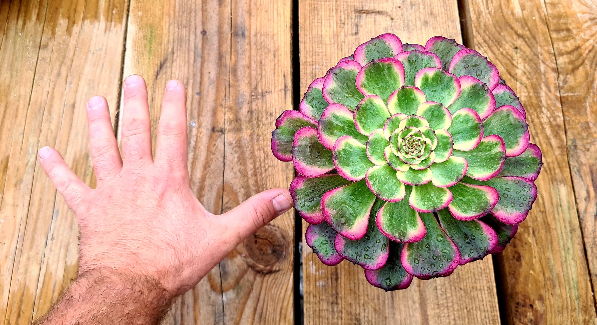 black king succulent Aeonium 'Black King Kong' – Coastal Succulents, Cacti & Alpines