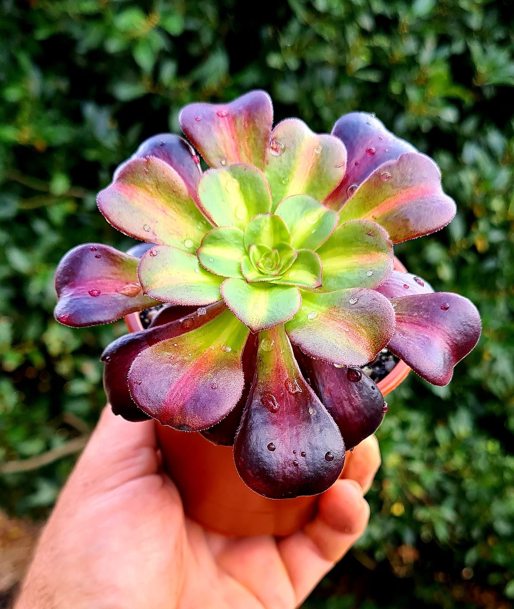 kilimanjaro succulent topiary Aeonium 'Kilimanjaro'