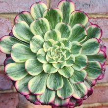 Load image into Gallery viewer, Aeonium &#39;Ink Painting/Ecstacy&#39;
