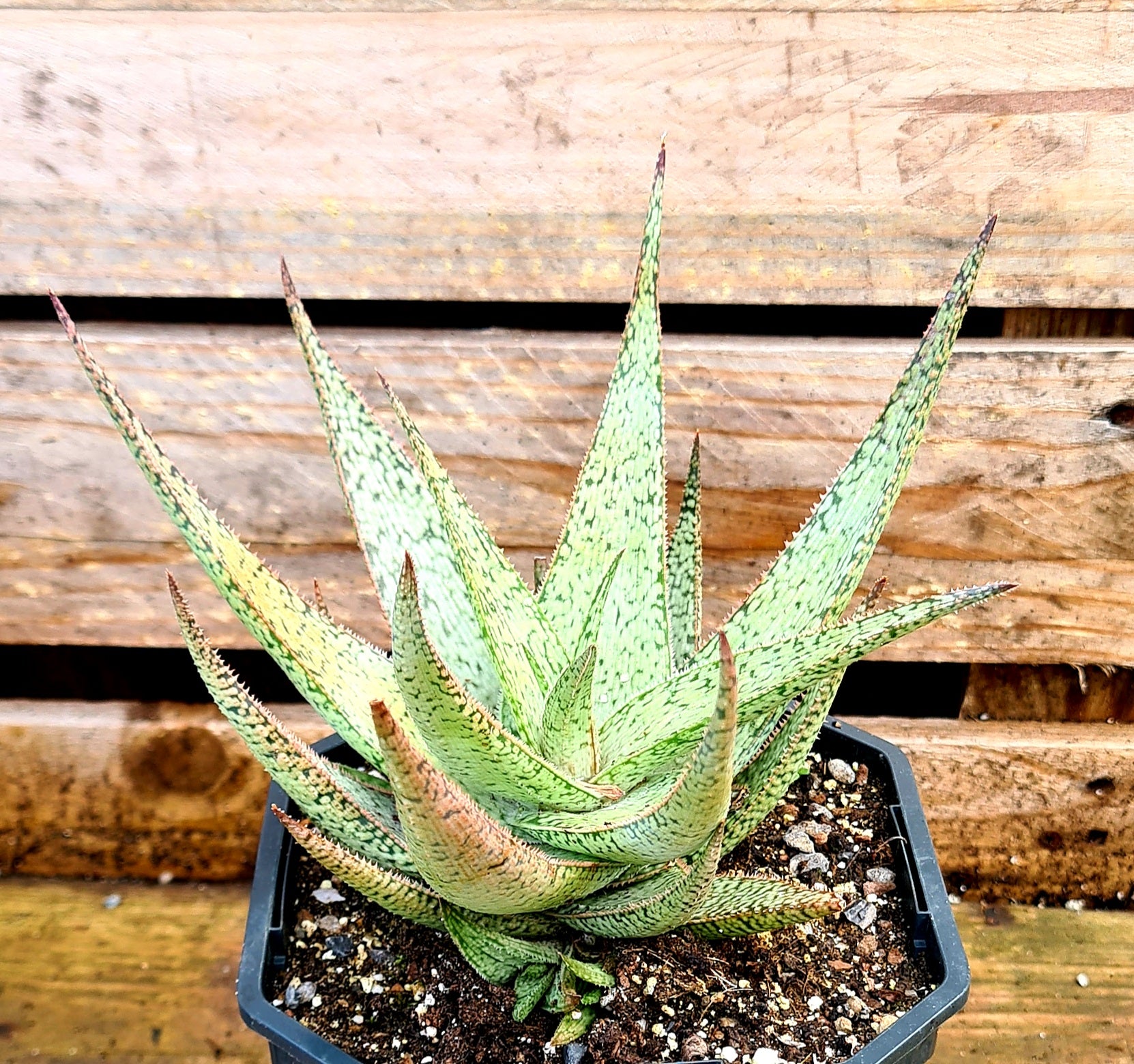 Aloe rauhii 'Snowflake'