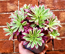 Load image into Gallery viewer, Aeonium &#39;Firecracker&#39; Variegated
