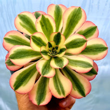 Load image into Gallery viewer, Aeonium &#39;Pink Witch&#39;
