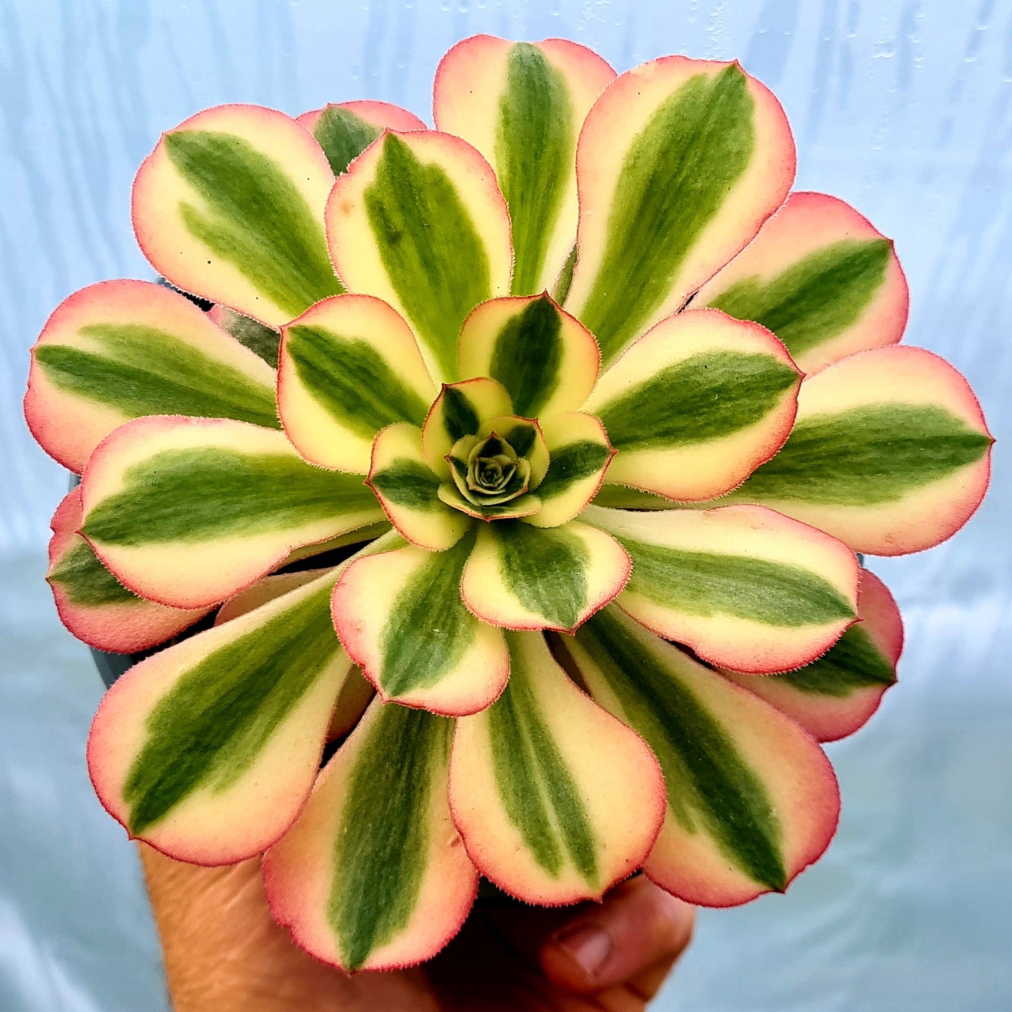 pink witch succulent for sale Aeonium 'Pink Witch' – Coastal Succulents, Cacti & Alpines