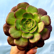 Load image into Gallery viewer, Aeonium &#39;Velour&#39;
