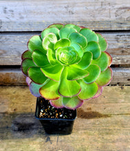 Load image into Gallery viewer, Aeonium &#39;Blush&#39;
