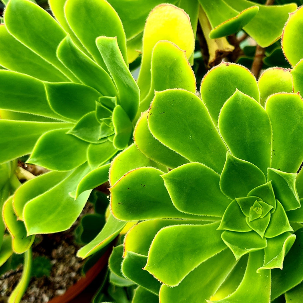 Aeonium balsamiferum