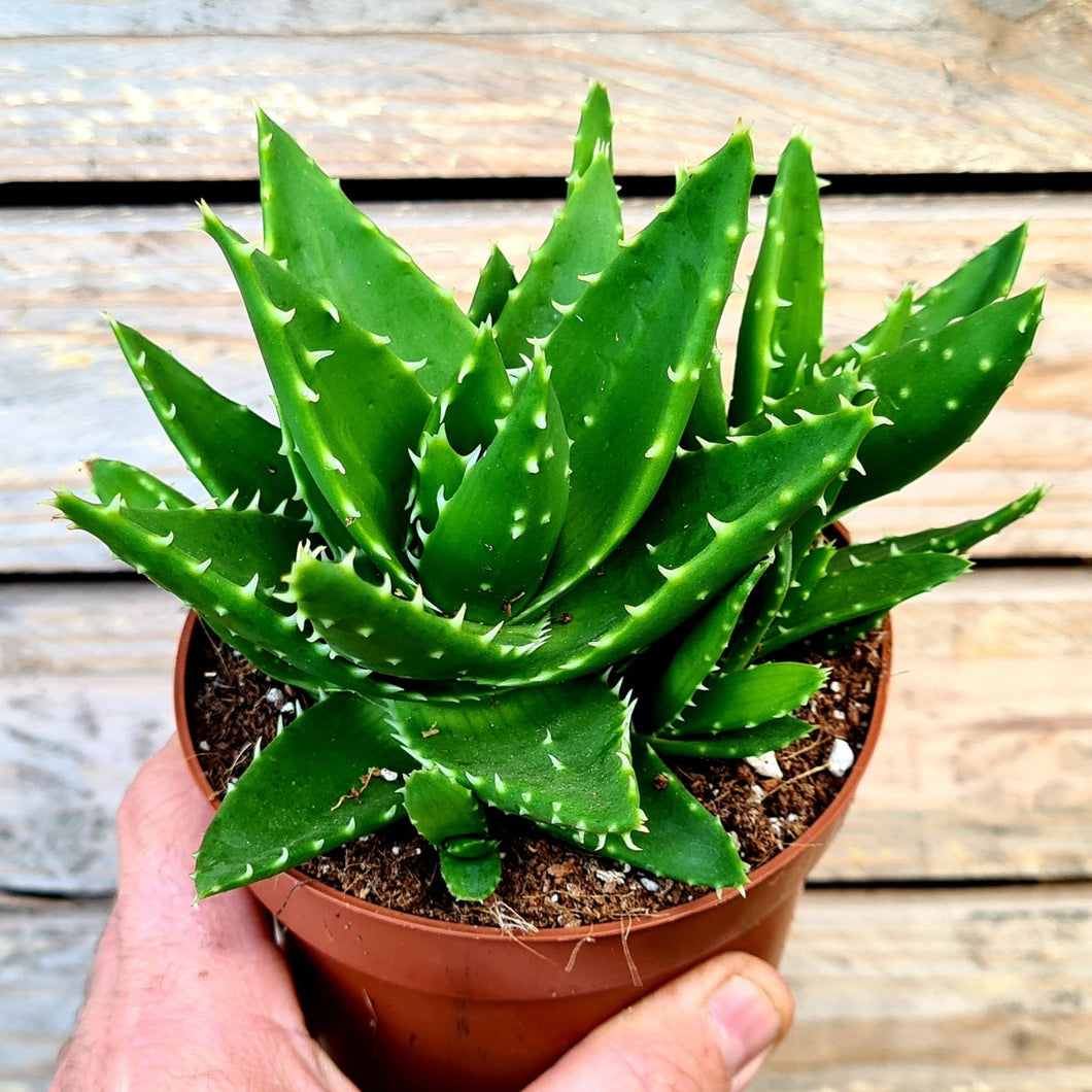 Aloe 'perfoliata'