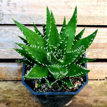 Load image into Gallery viewer, Aloe melanacantha  &#39;Jaws&#39;
