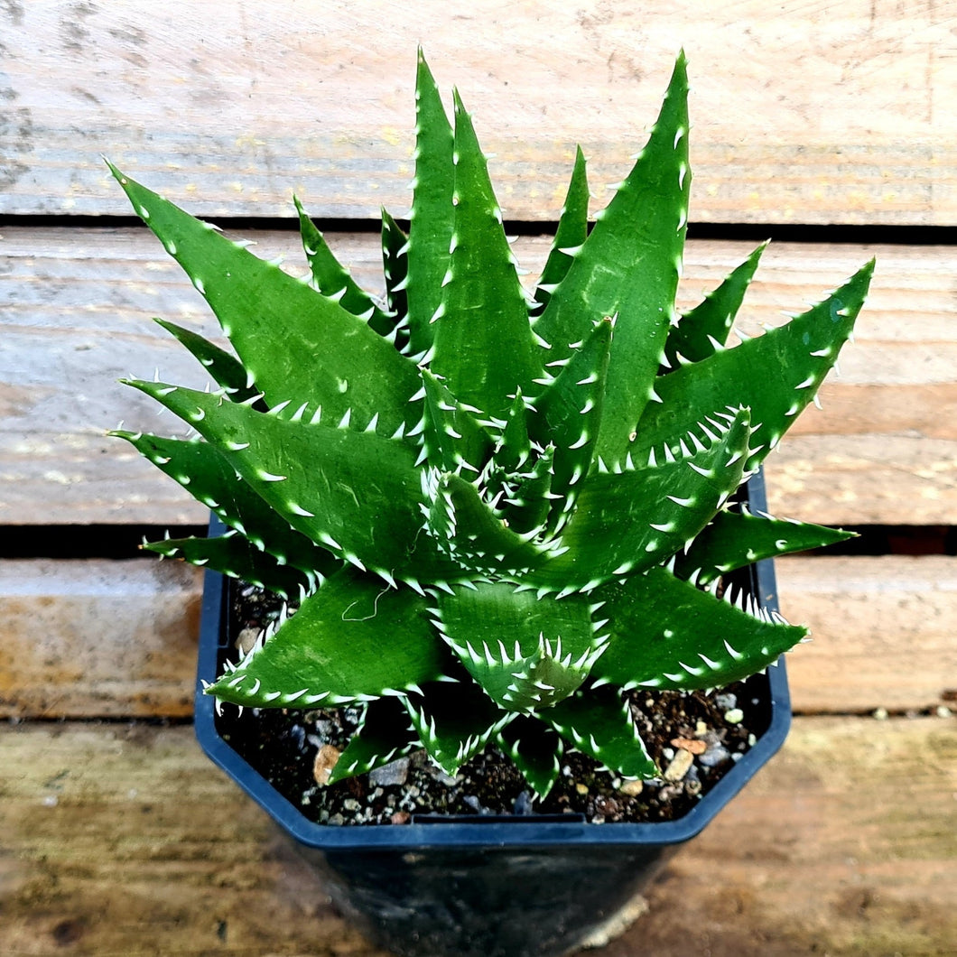 Aloe melanacantha  'Jaws'