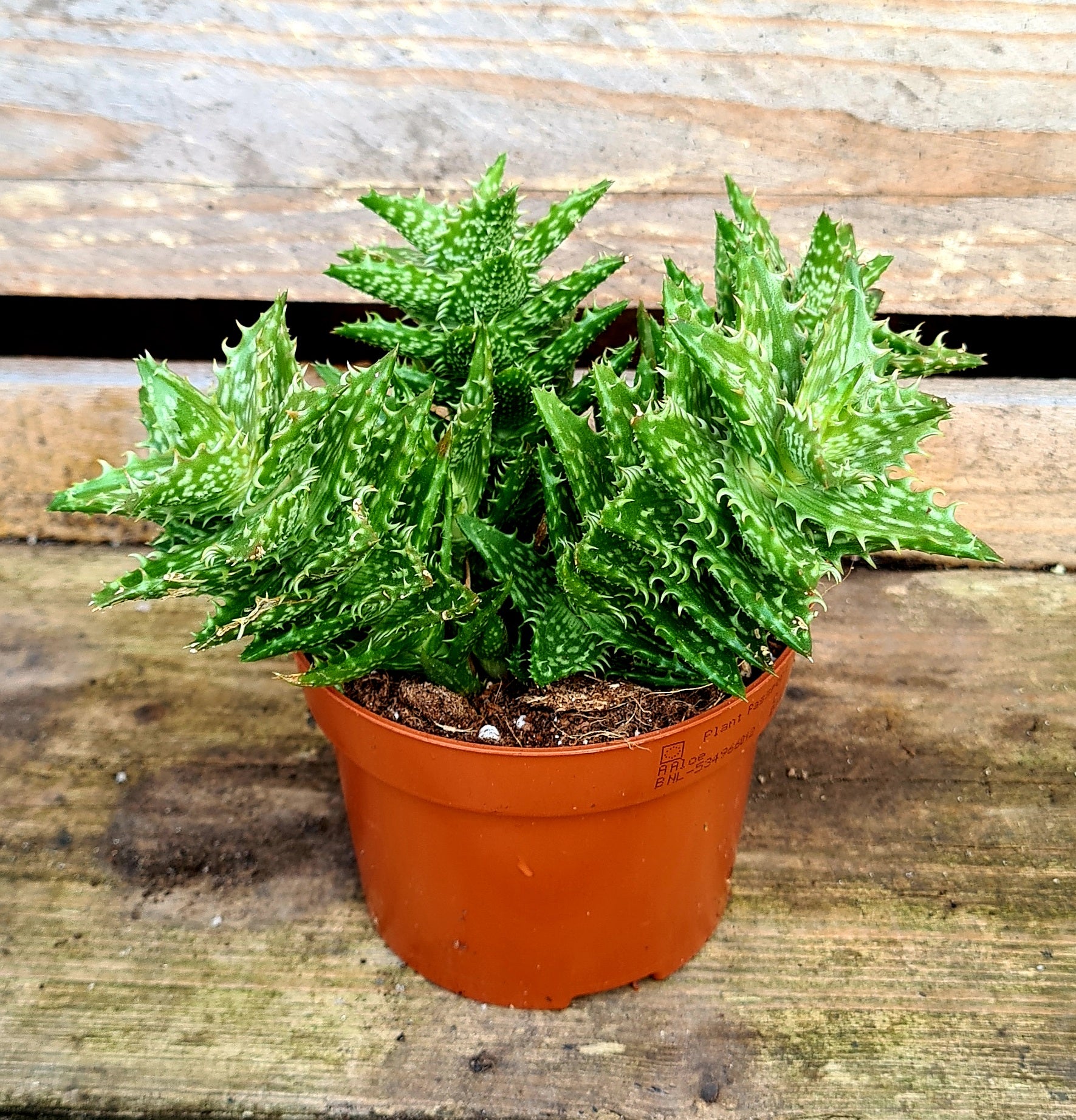 Aloe 'squarrosa' – Coastal Succulents, Cacti & Alpines