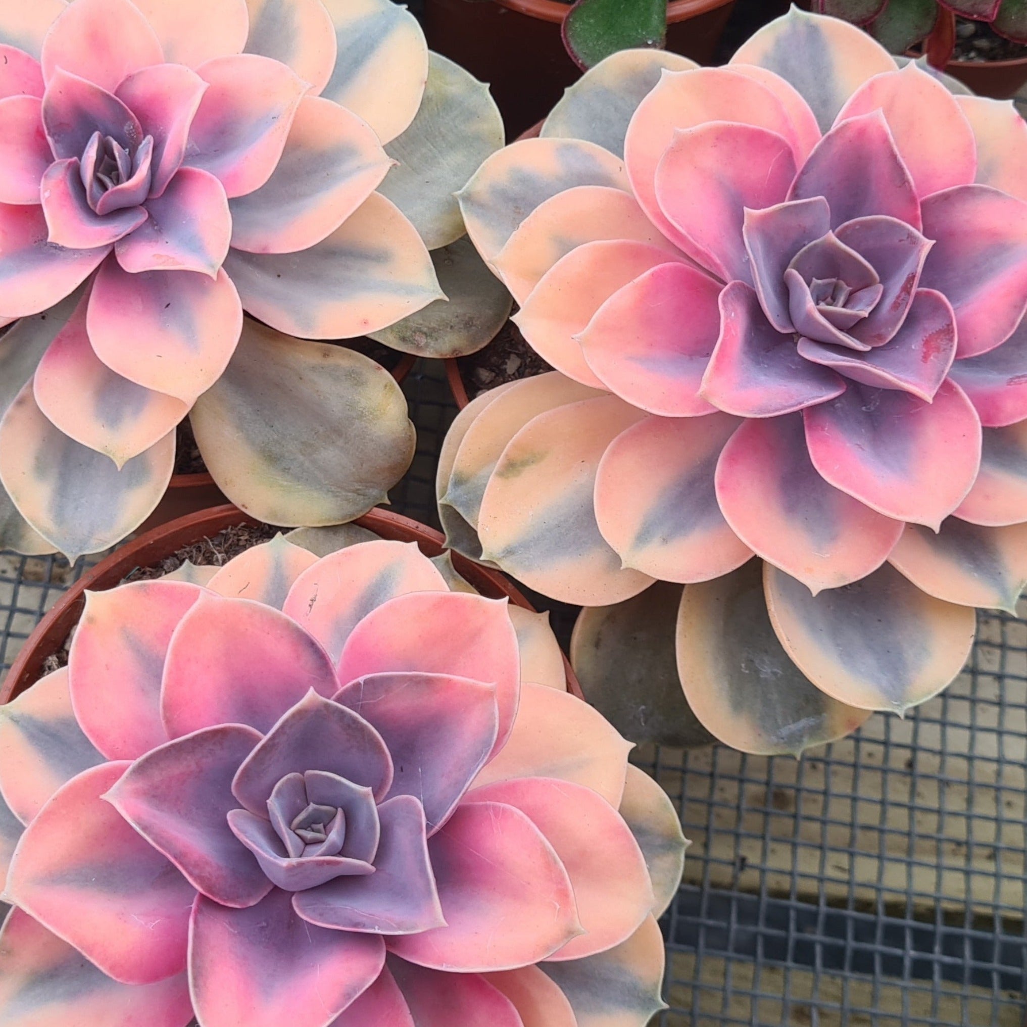 rainbow succulents Echeveria 'Rainbow'