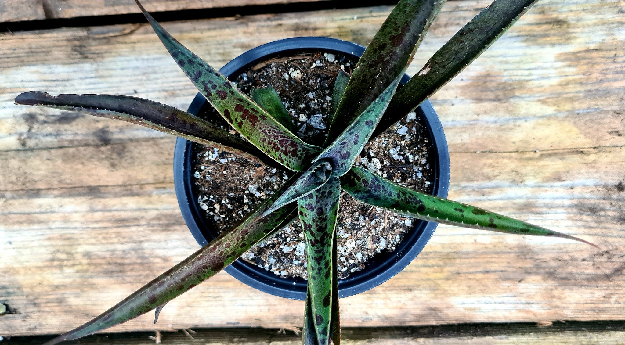 pineapple express succulent Mangave 'Pineapple Express' – Coastal Succulents, Cacti & Alpines