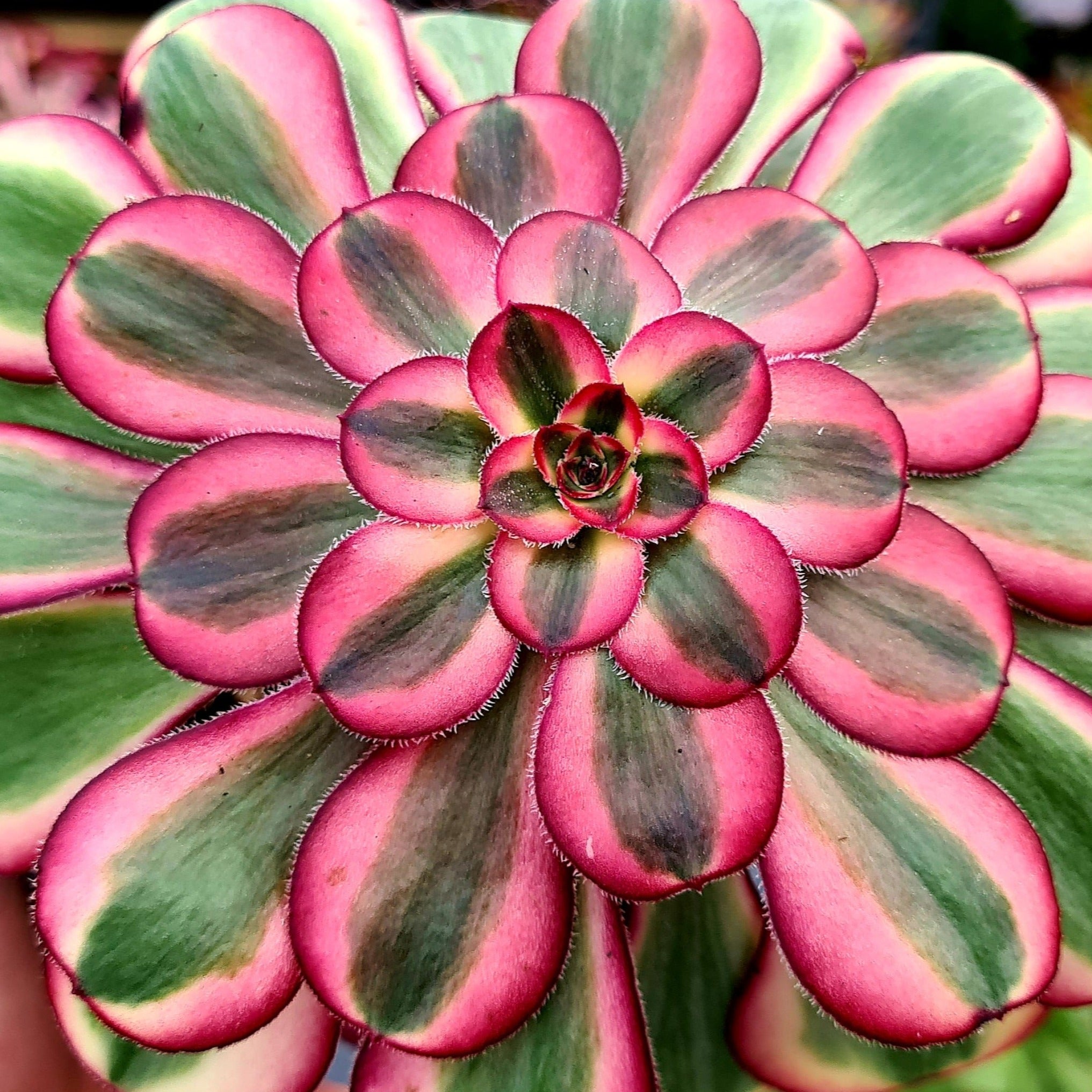 cornish succulents Aeonium 'Cornish Rose' Variegated form