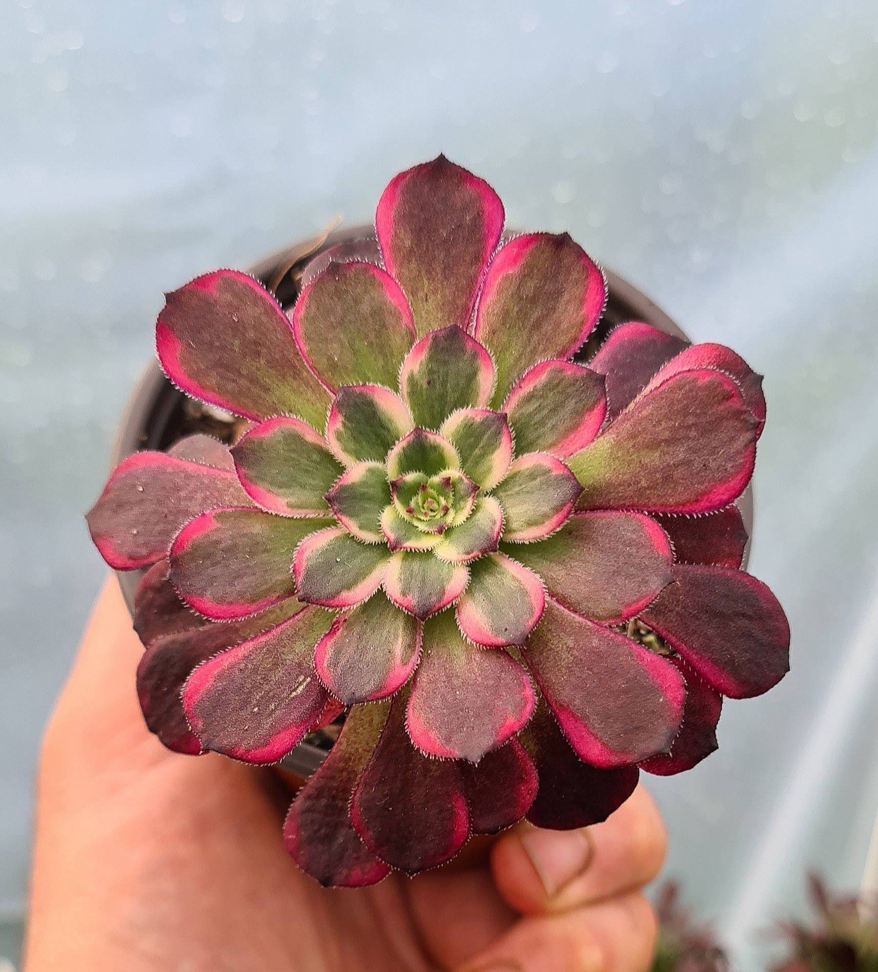 black king succulent Aeonium 'Black King Kong'