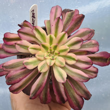 Load image into Gallery viewer, Aeonium &#39;Hongyan&#39;
