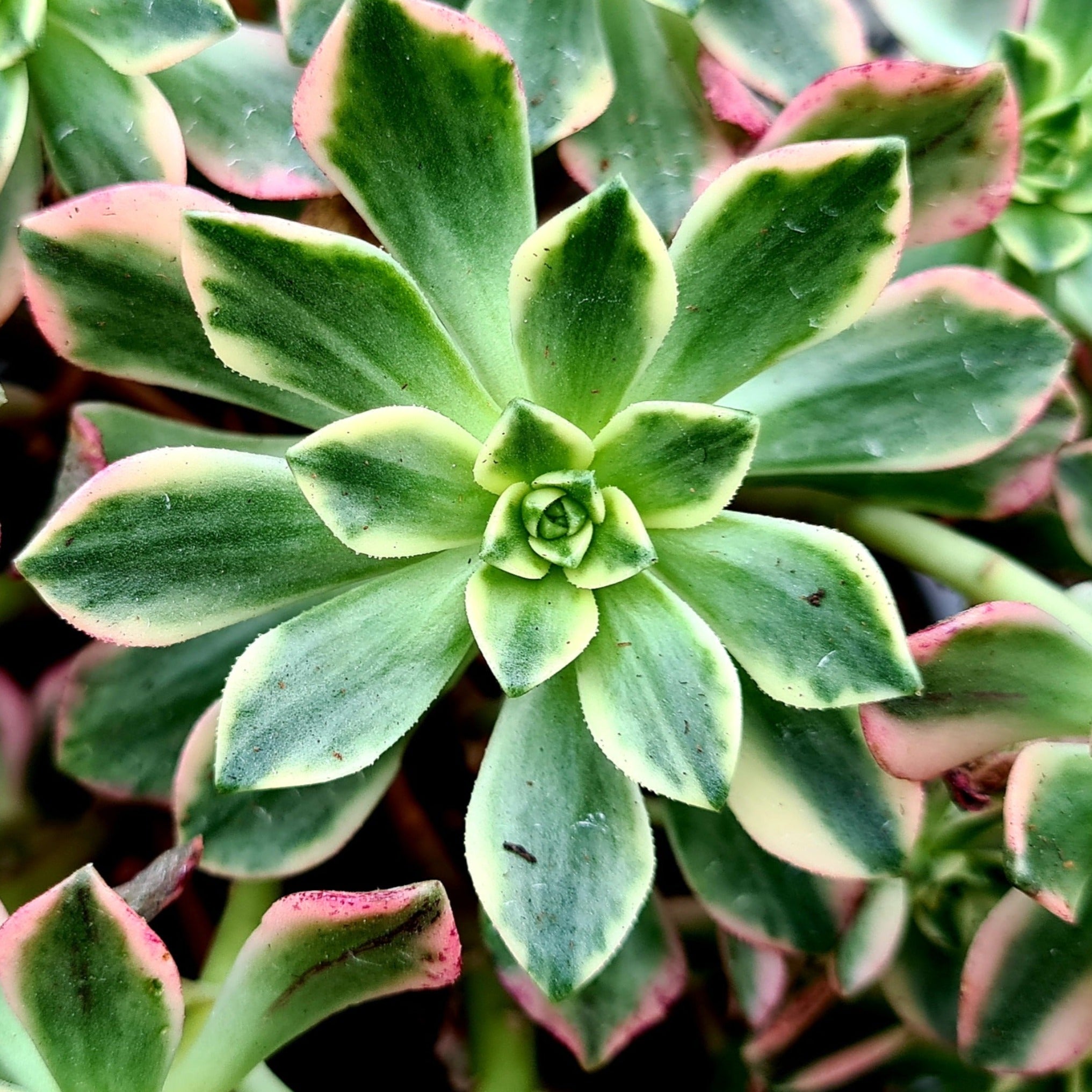 green tea for succulents Aeonium 'Green Tea'