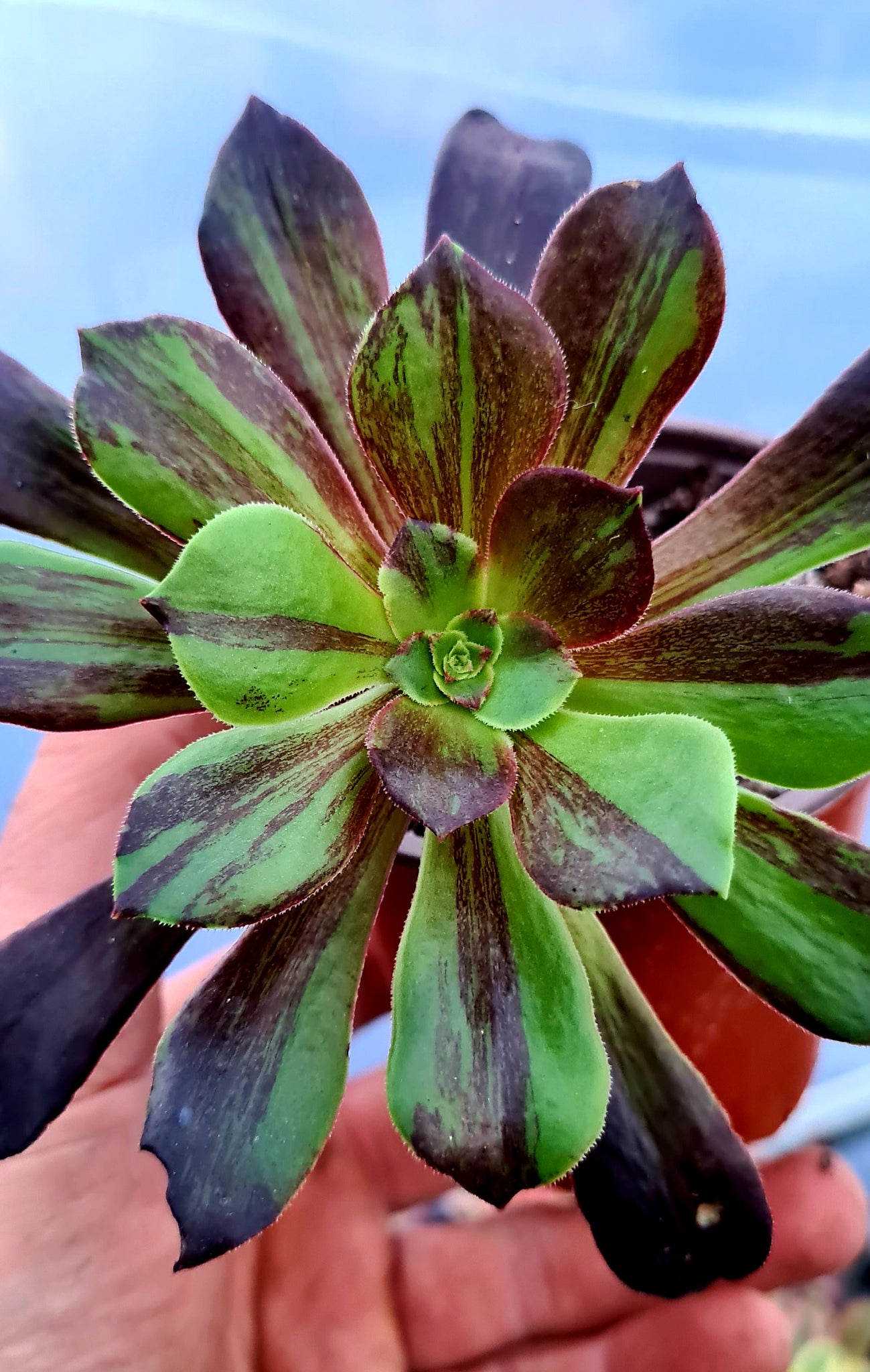 big bang succulent Aeonium 'Big Bang'