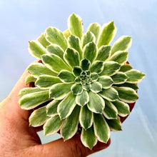 Load image into Gallery viewer, Aeonium &#39;Green Wave&#39;
