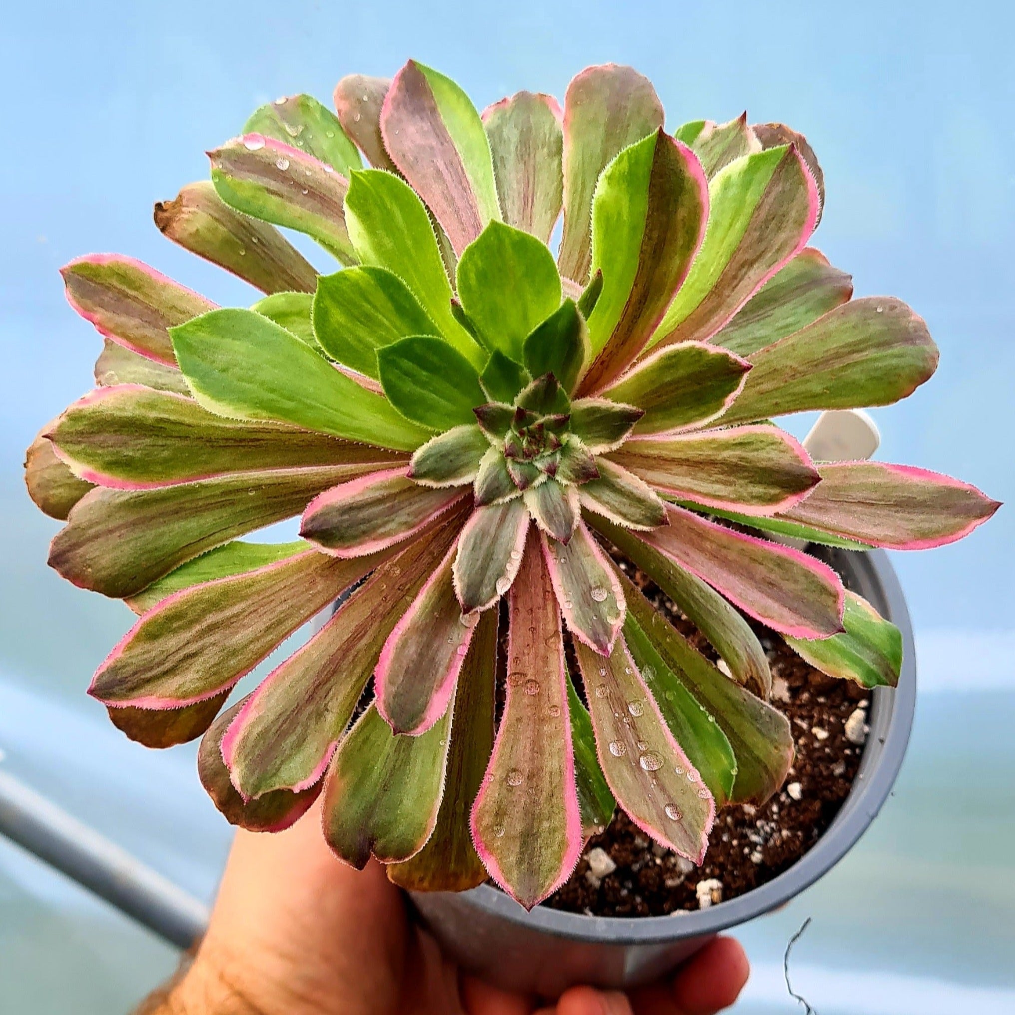 succulent daisy Aeonium 'Pink Daisy'