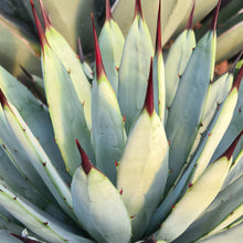 Load image into Gallery viewer, Agave Macroacantha
