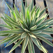 Load image into Gallery viewer, Agave augustifolia &#39;Marginata&#39;
