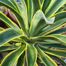 Load image into Gallery viewer, Agave desmettiana &#39;variegata&#39;
