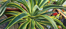 Load image into Gallery viewer, Agave desmettiana &#39;variegata&#39;
