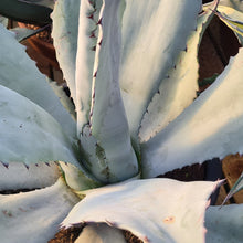 Load image into Gallery viewer, Agave franzosinii
