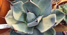 Load image into Gallery viewer, Agave Parryi var. truncata
