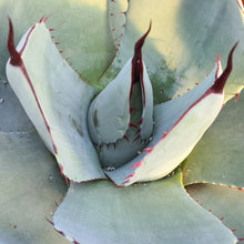 Load image into Gallery viewer, Agave Parryi var. truncata
