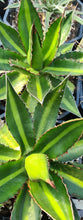 Load image into Gallery viewer, Agave lophanta
