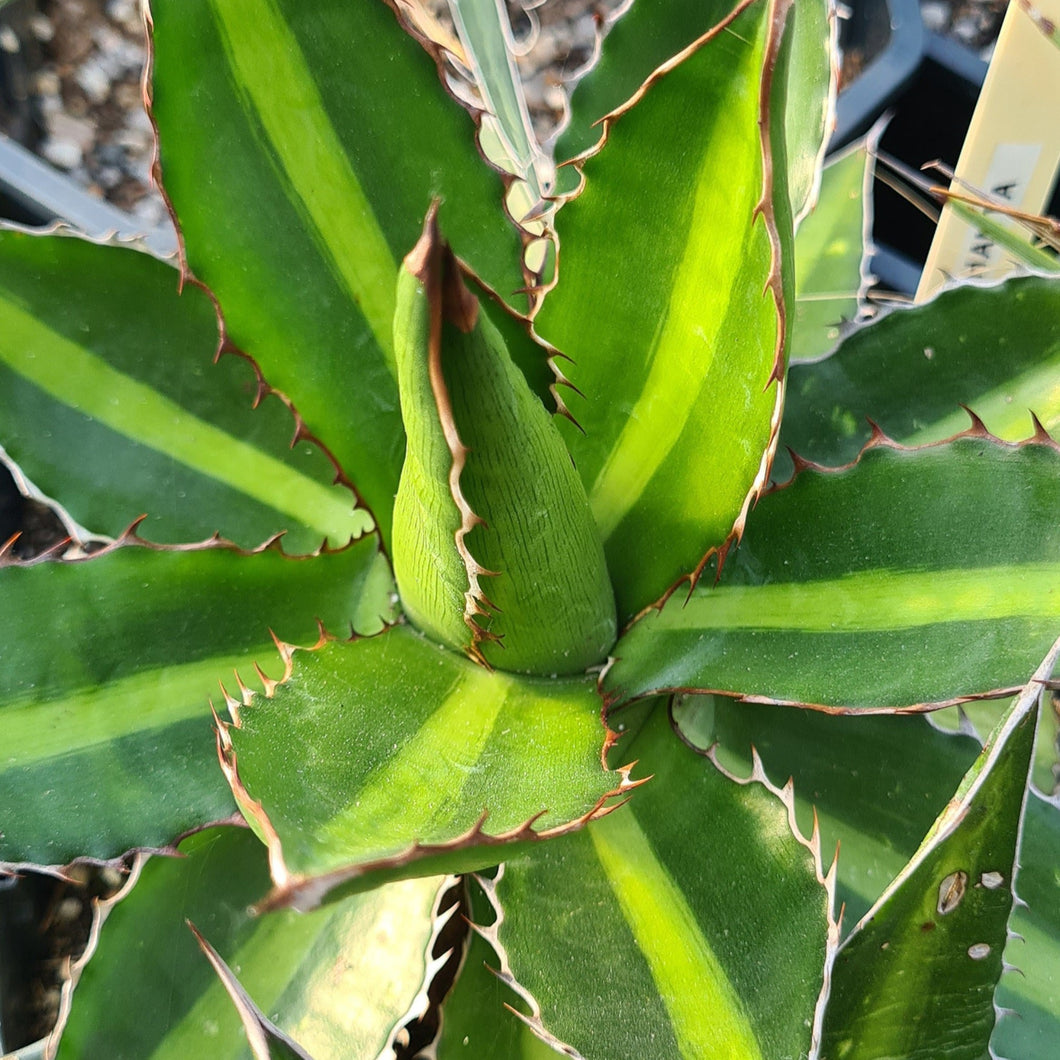 Agave lophanta