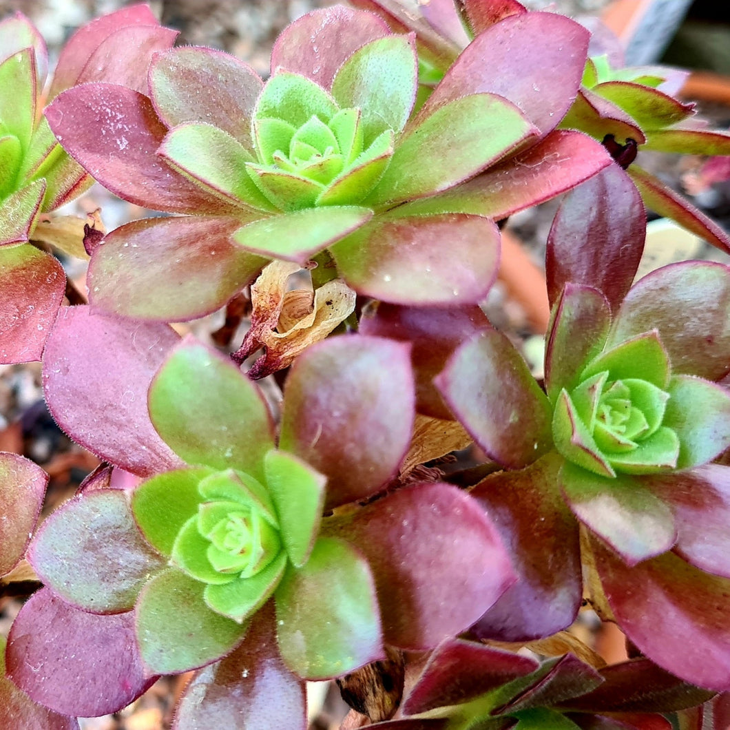 Aeonium 'Plum Thumb' – Coastal Succulents, Cacti & Alpines