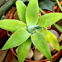 Load image into Gallery viewer, Agave attenuata
