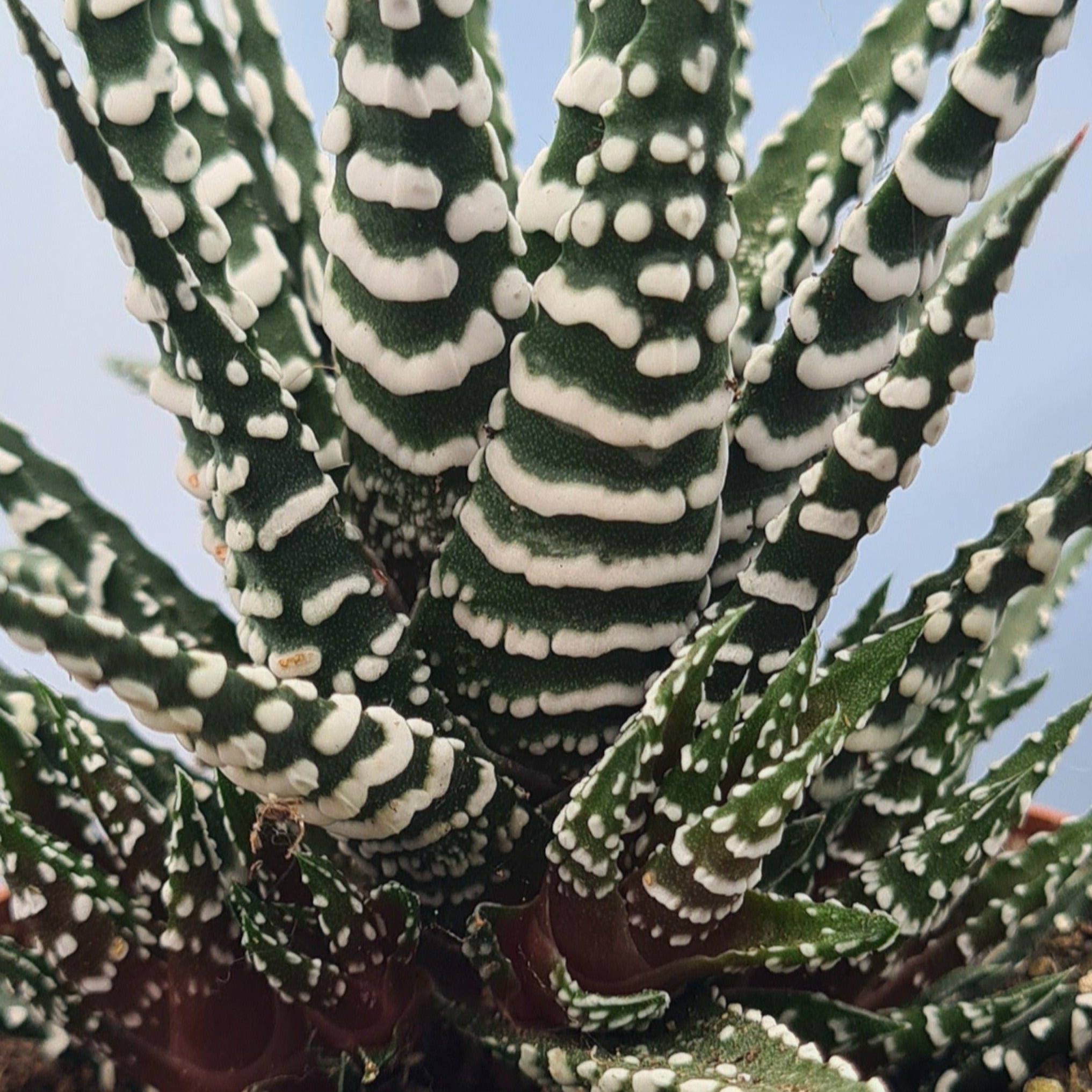 big band succulent Haworthia fasciata 'Big Band'