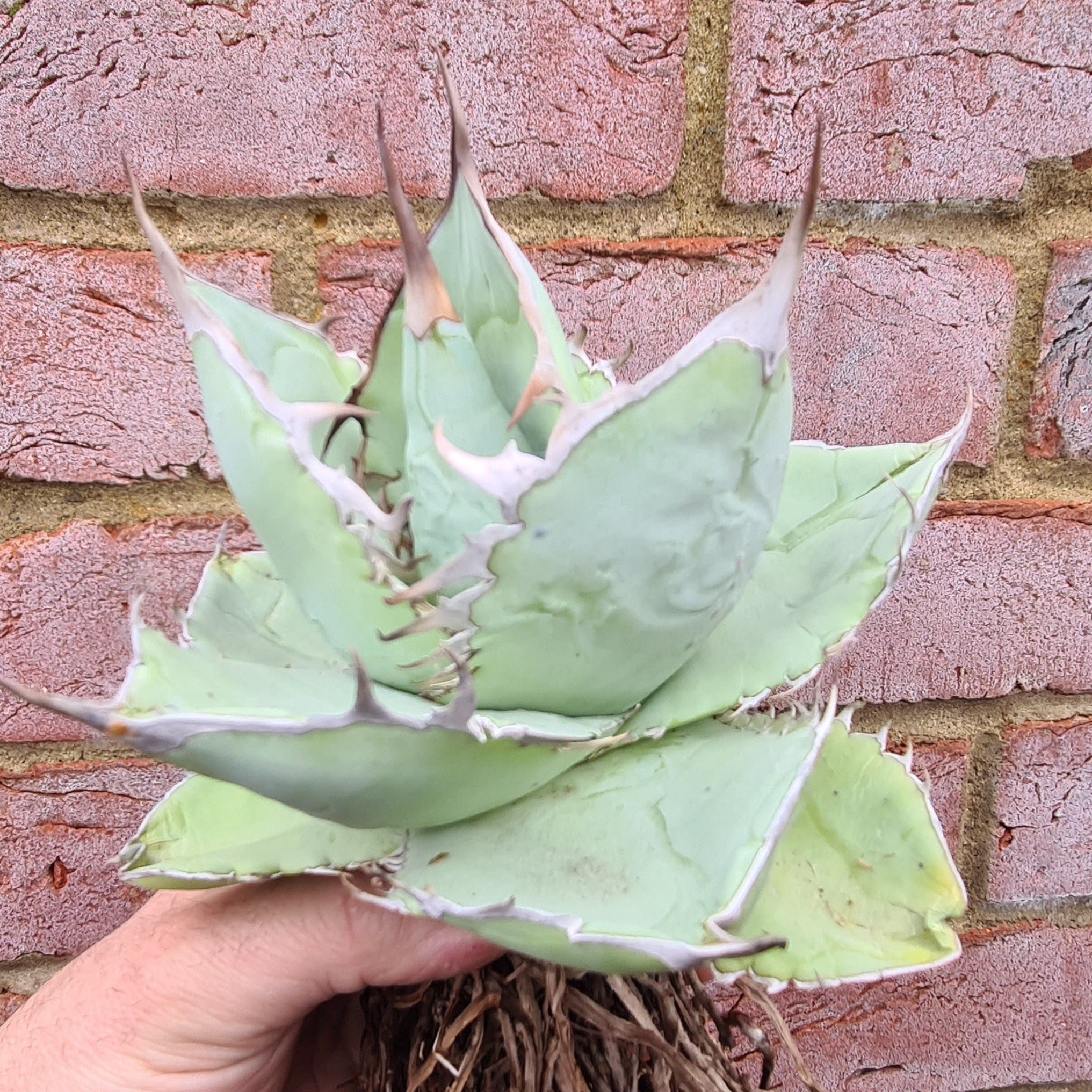 Agave titanota 'White Ice' アガベ チタノタ ホワイトアイス 送料無料・抜き苗・第四種 Agave titanota \u0027White Ice\u0027
