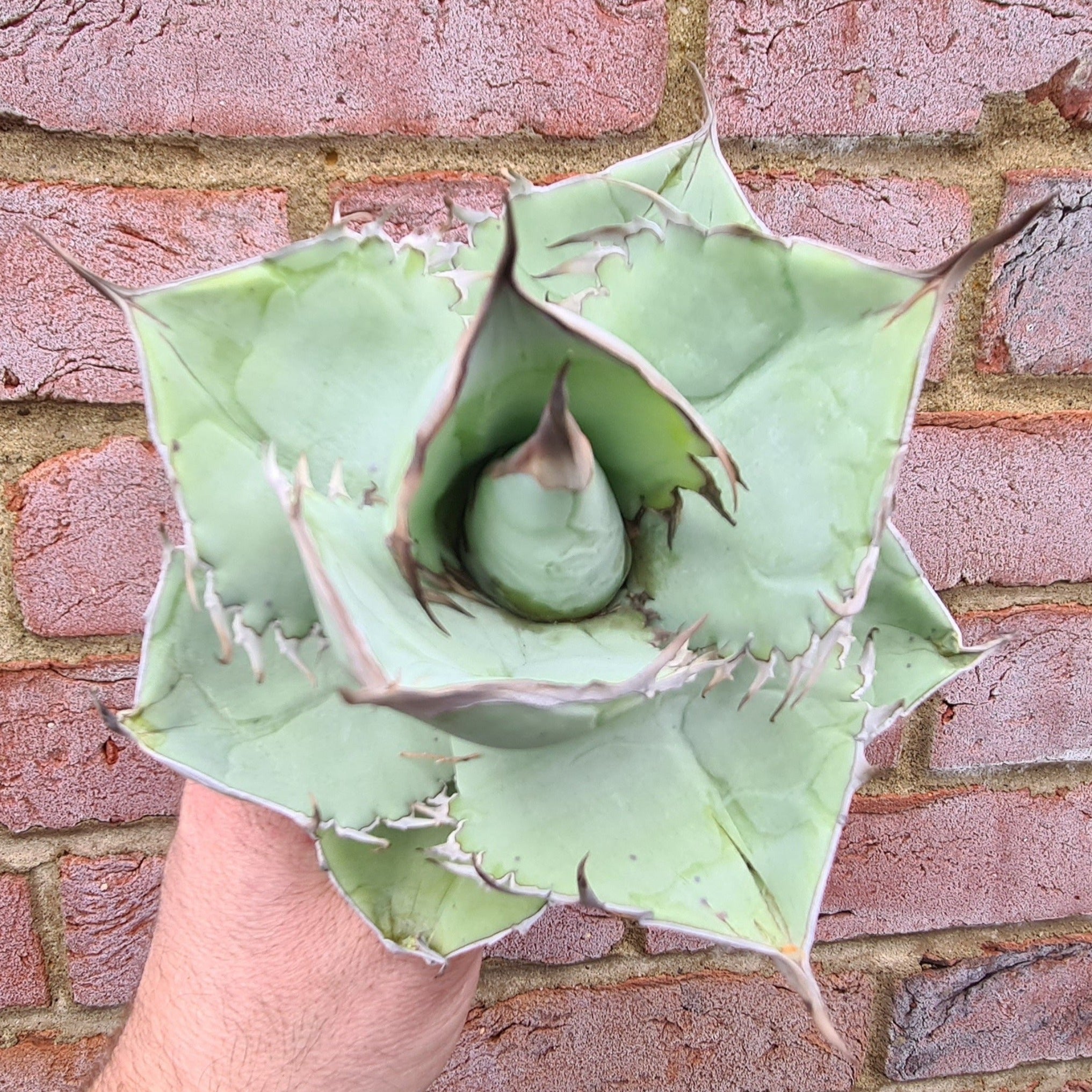 Agave titanota 'White Ice'