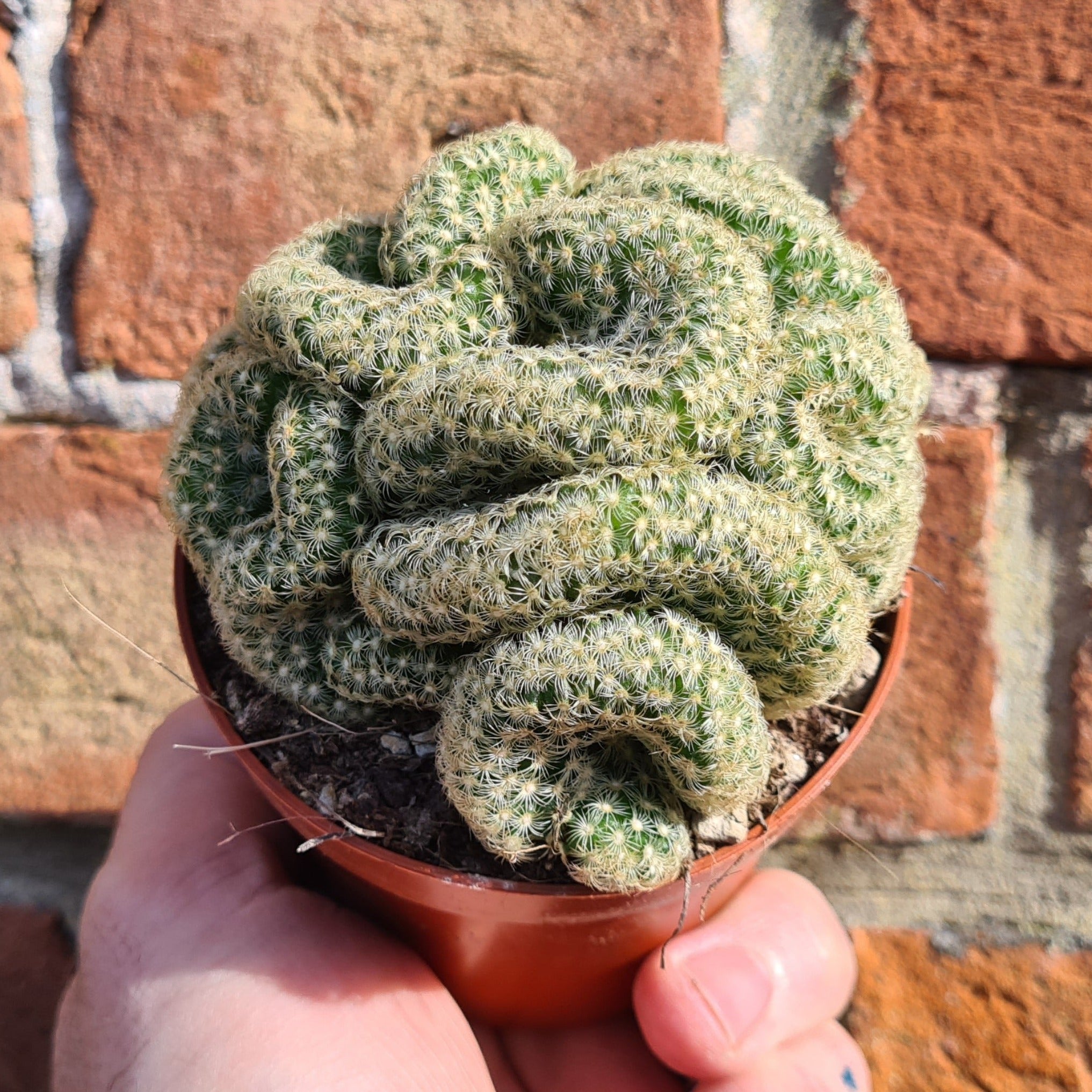 Mammillaria elongata 'cristata'