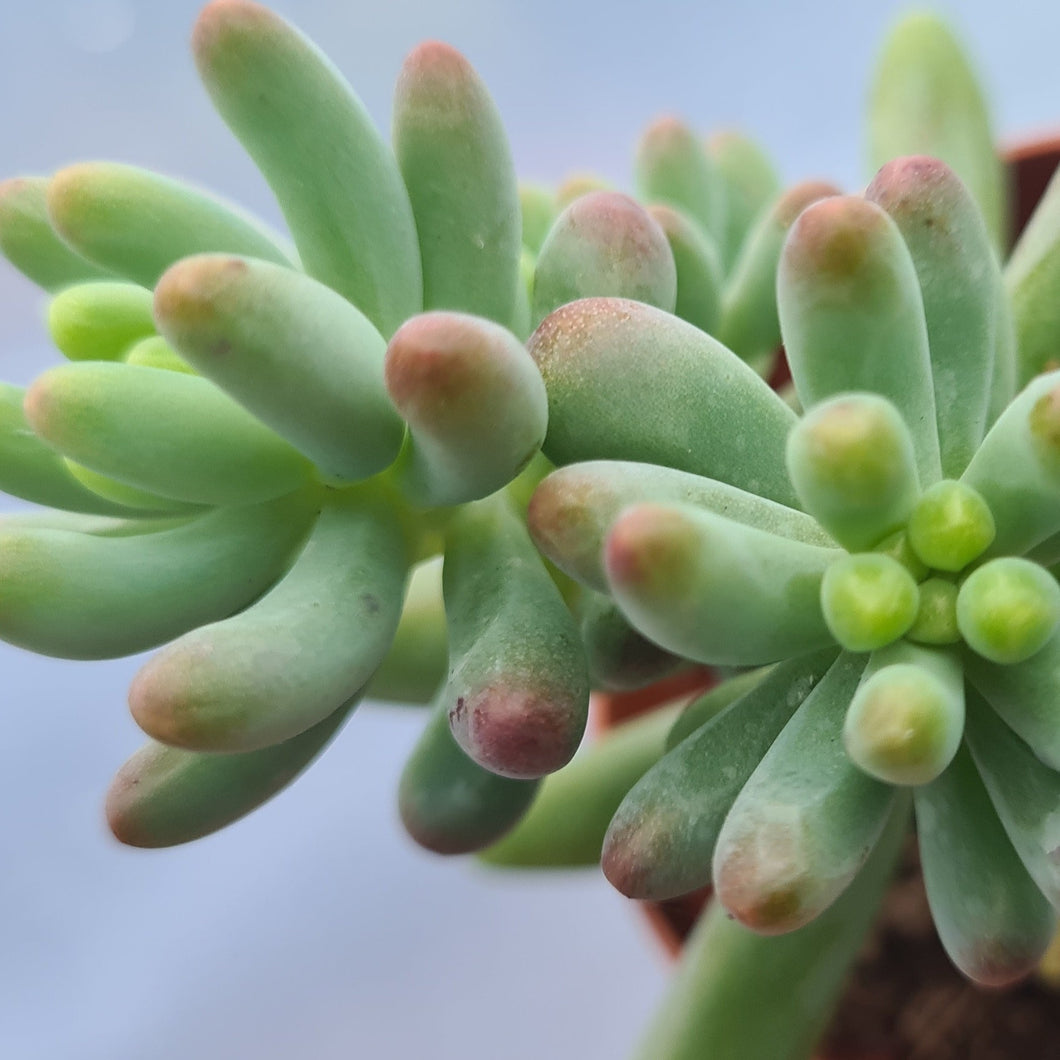 Sedum pachyphllum