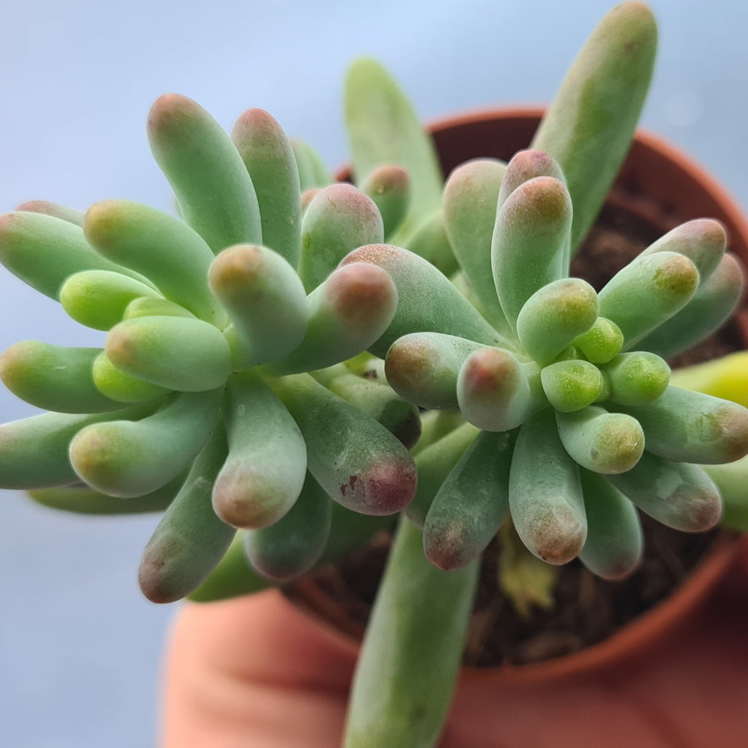 Sedum pachyphllum