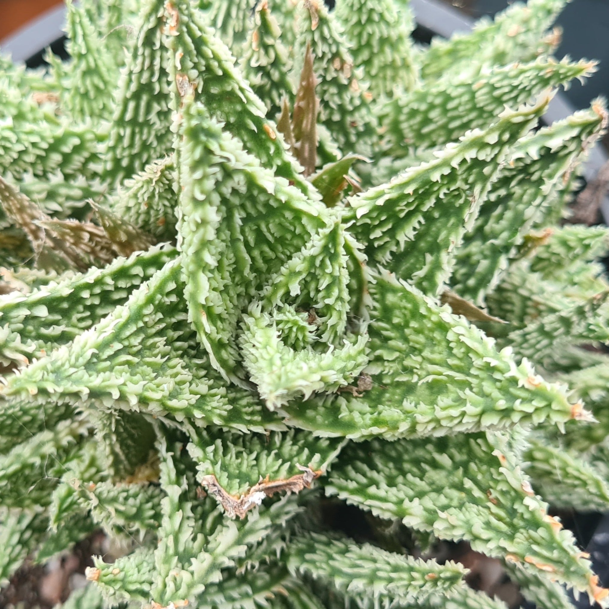Aloe 'Sugar Crystal'