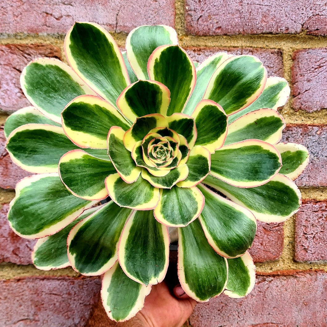 Aeonium 'Poseidon'