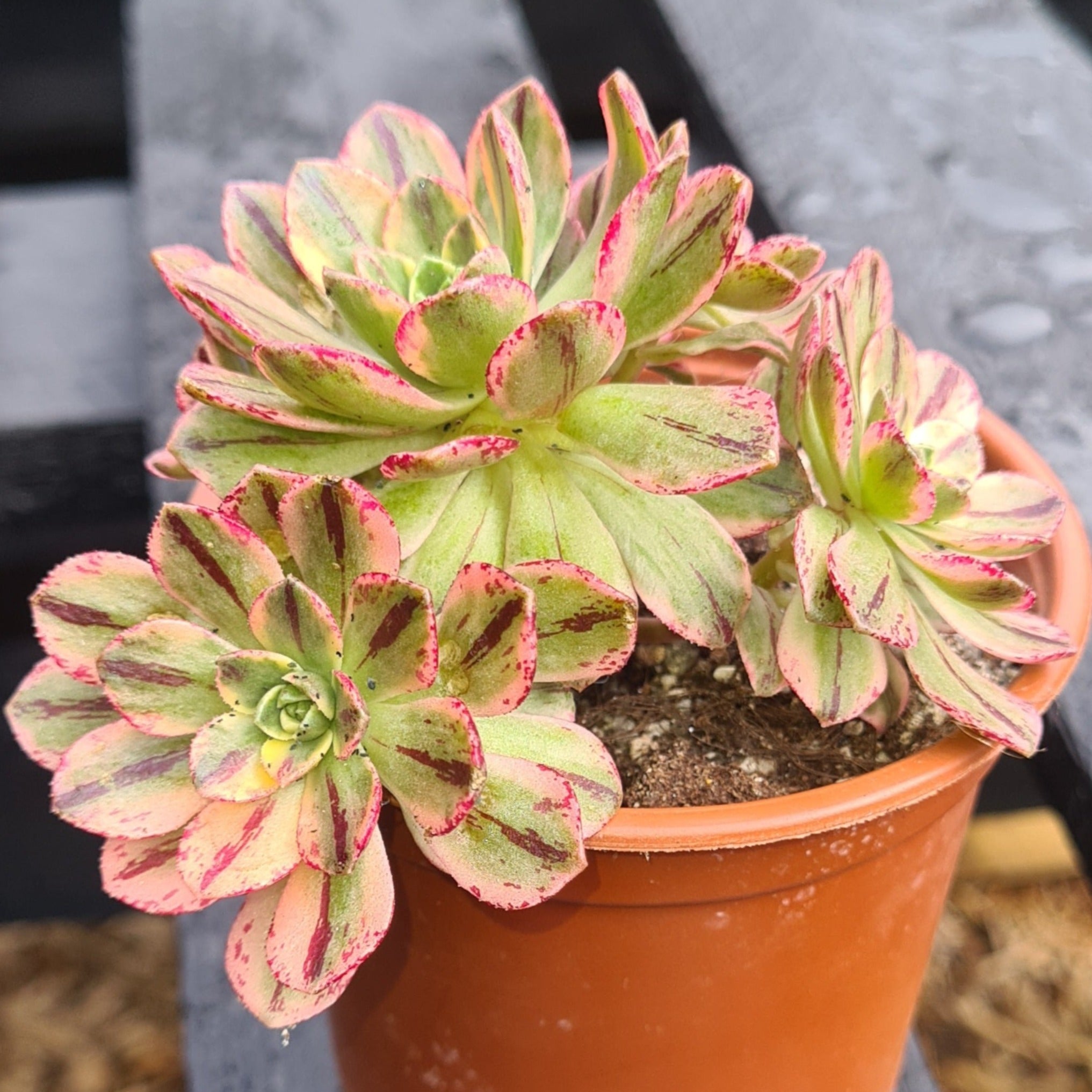 green tea for succulents Aeonium 'Green Tea'