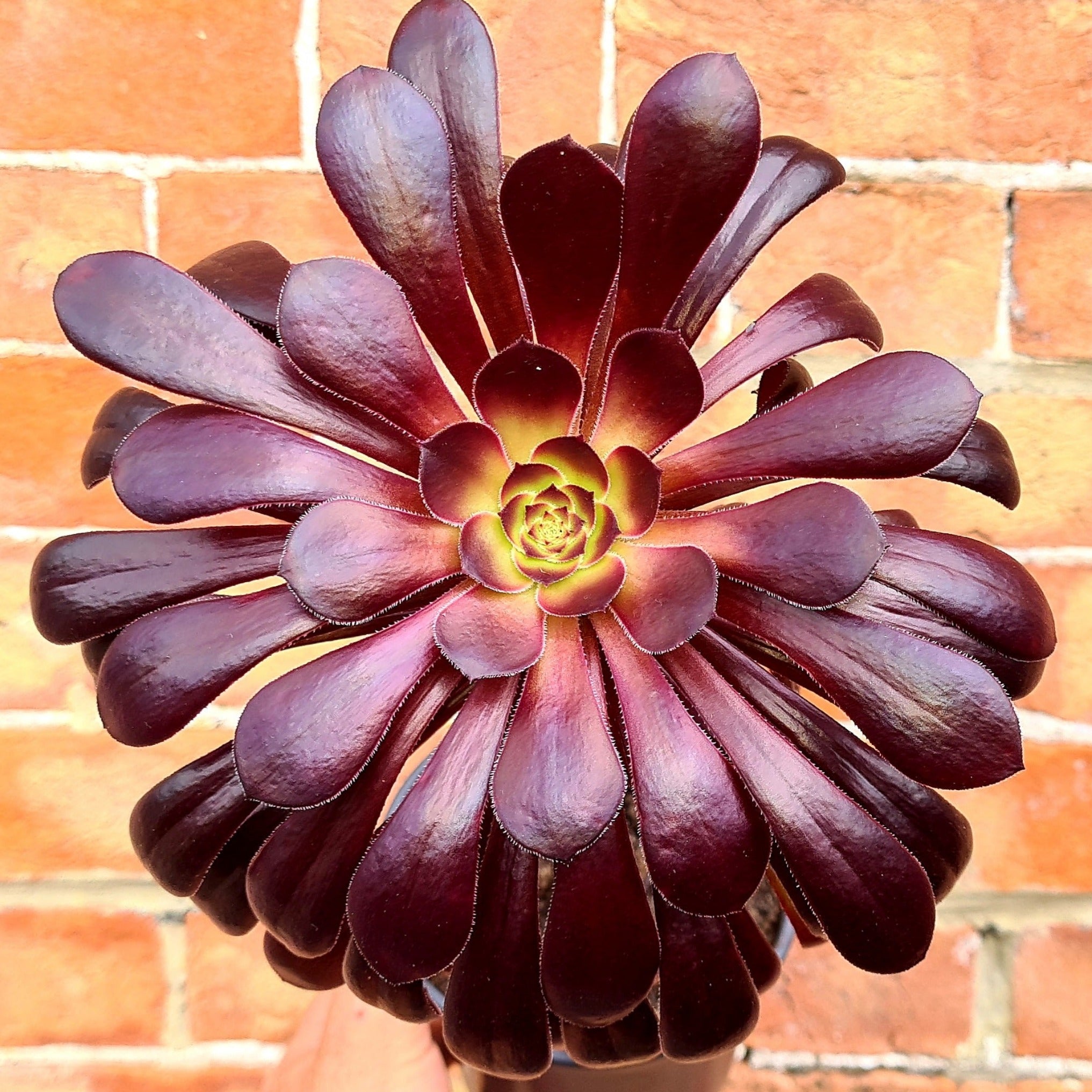 schwarzkopf succulent Aeonium arboreum 'Schwarzkopf'