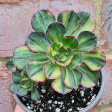 Load image into Gallery viewer, Aeonium &#39;Red Edge&#39; (variegated Form)
