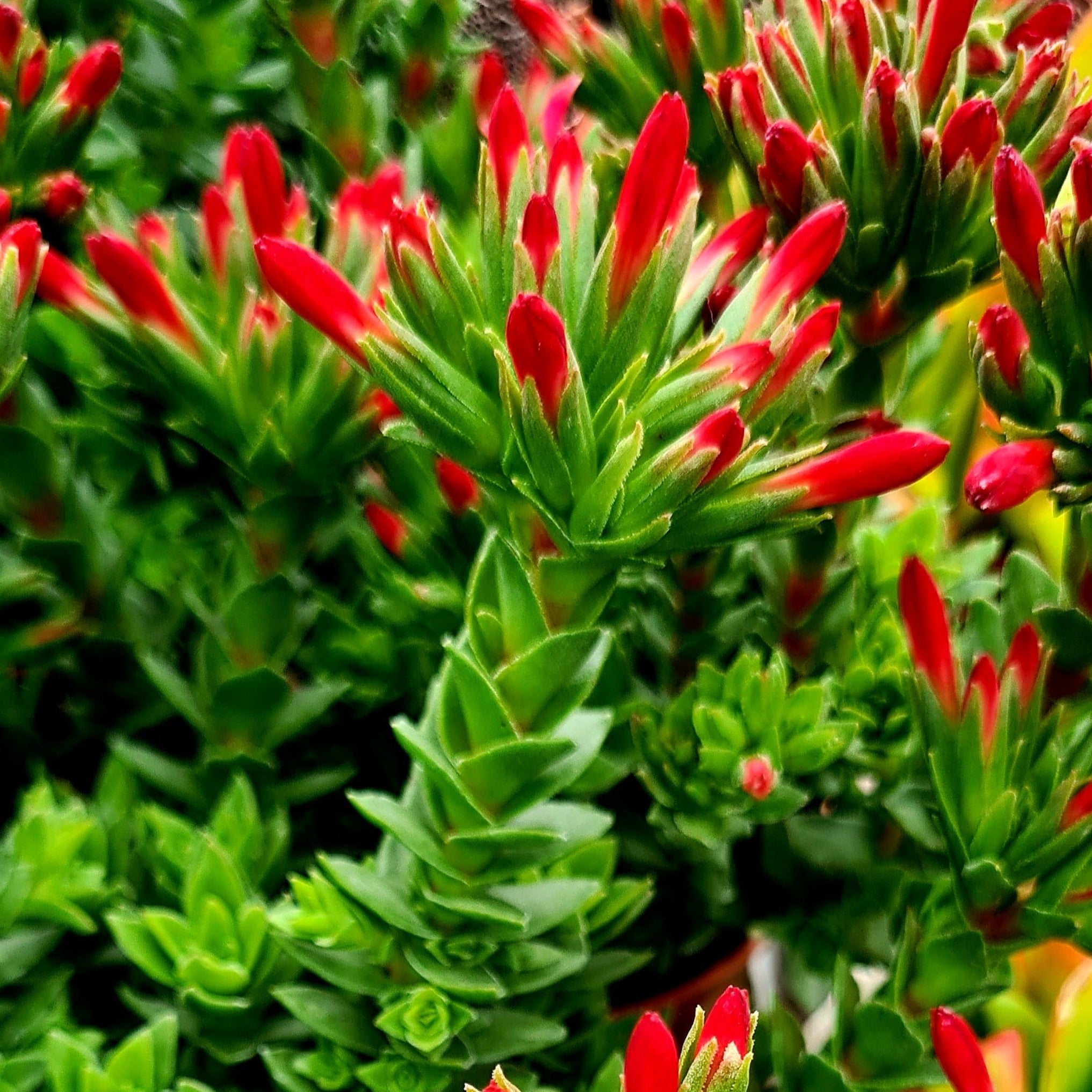 coccinea succulent Crassula coccinea