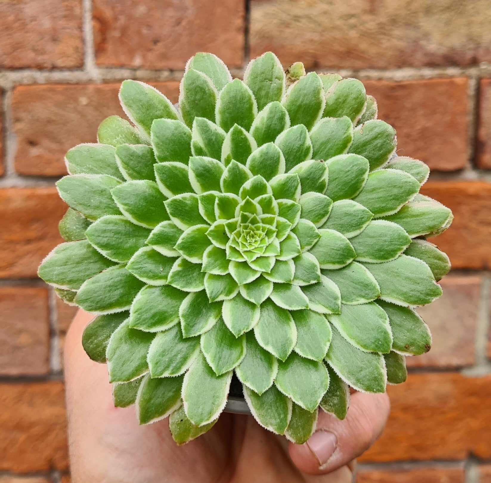 emerald ice succulent Aeonium 'Emerald Ice'
