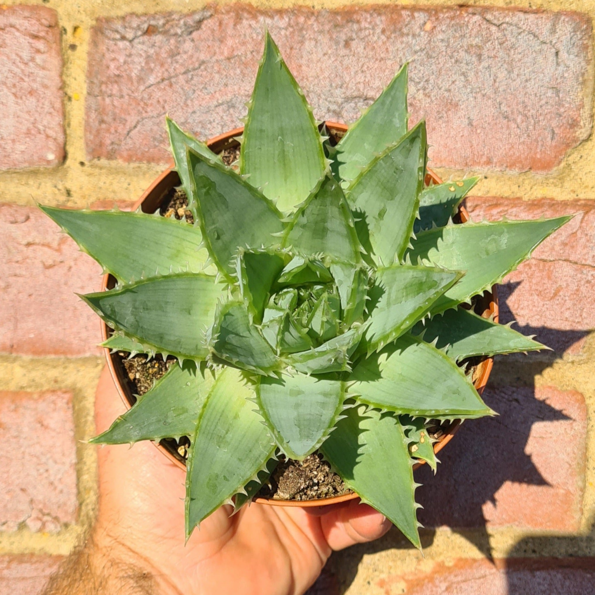 aloe polyphylla for sale Aloe 'Polyphylla' – Coastal Succulents, Cacti & Alpines
